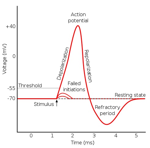 Resting Potential vs Action Potential