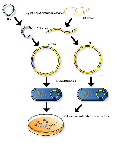 What is the Difference Between Restriction Enzymes Type 1 2 and 3