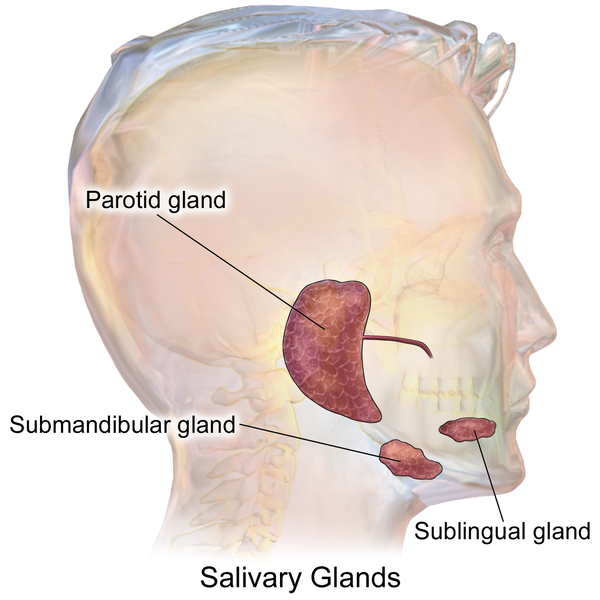 Compare Salivary Gland and Lymph Node - What is the Difference