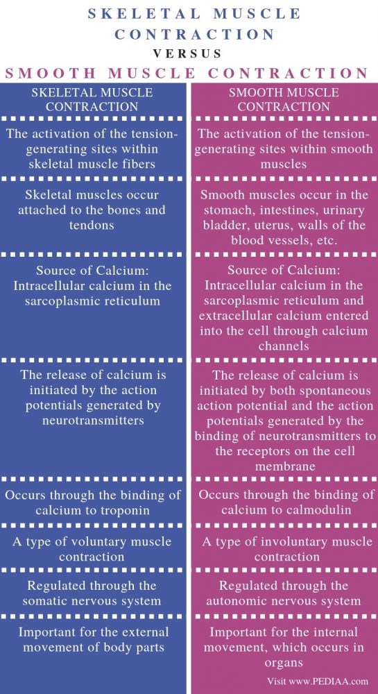 What is the Difference Between Skeletal and Smooth Muscle Contraction - Comparison Summary