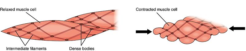Skeletal vs Smooth Muscle Contraction
