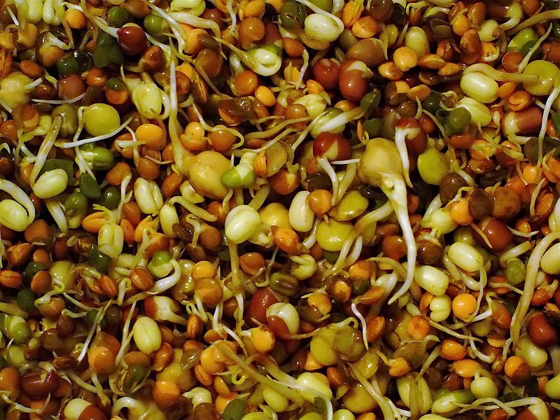 Compare Sprouting and Germination - What's the difference?