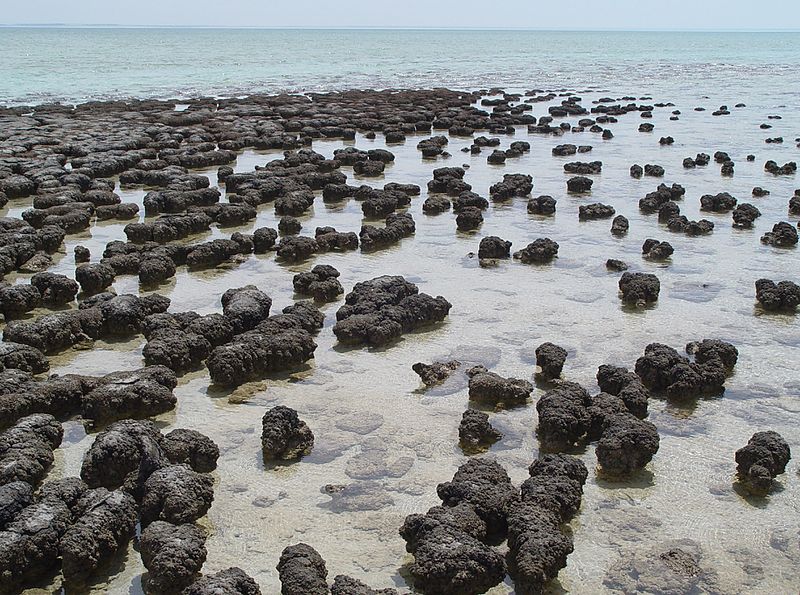 Compare Stromatolites and Thrombolites