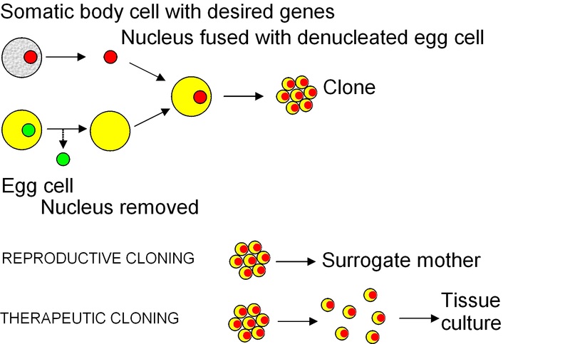 Therapeutic and Reproductive Cloning