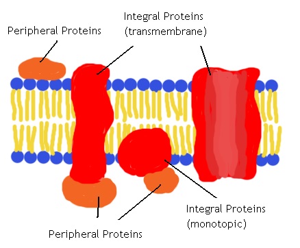 Transmembrane vs Peripheral Proteins