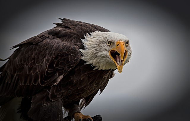 Eagle - Appearance, Characteristics, and Behavior