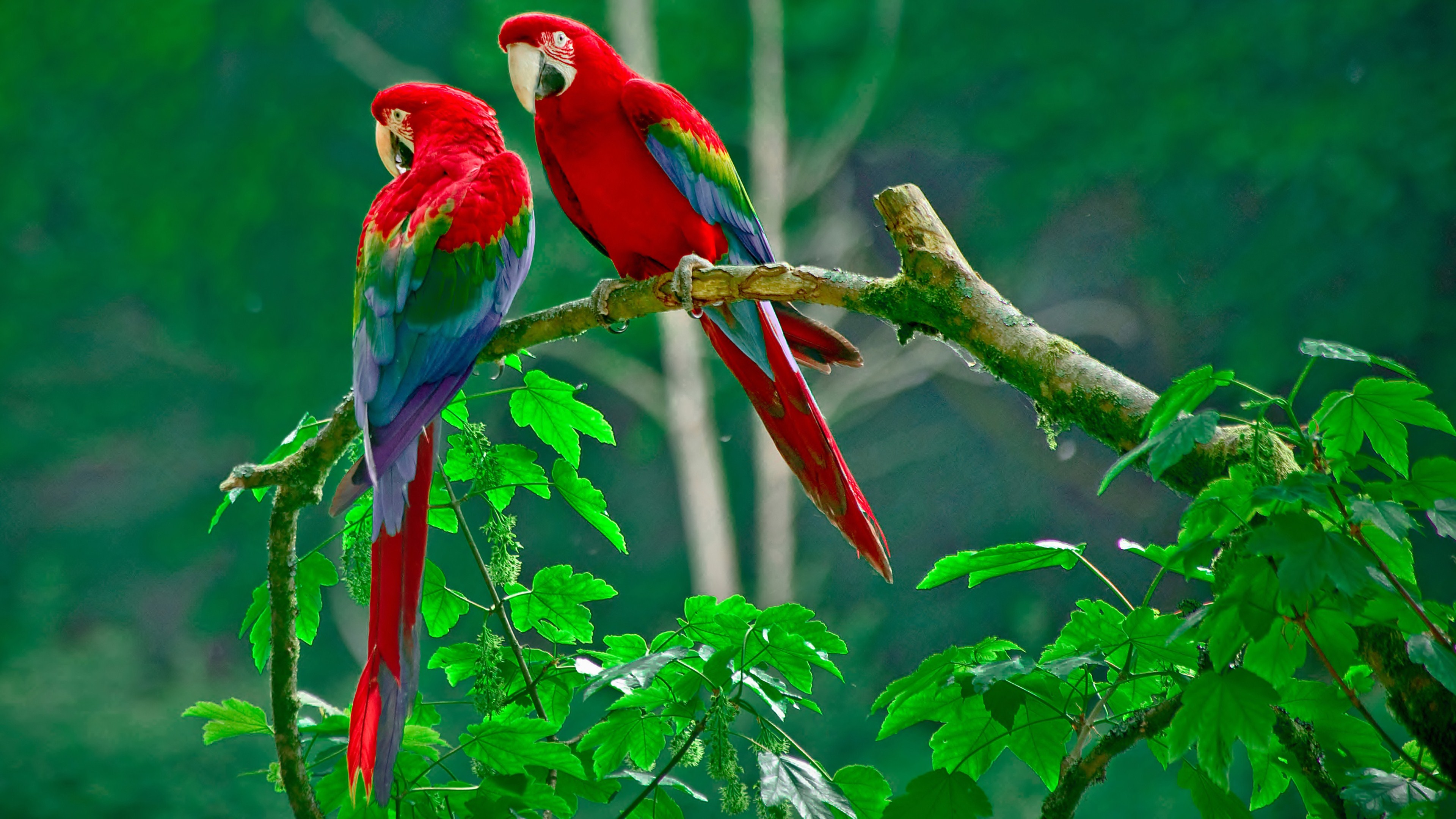 Parrot vs Macaw
