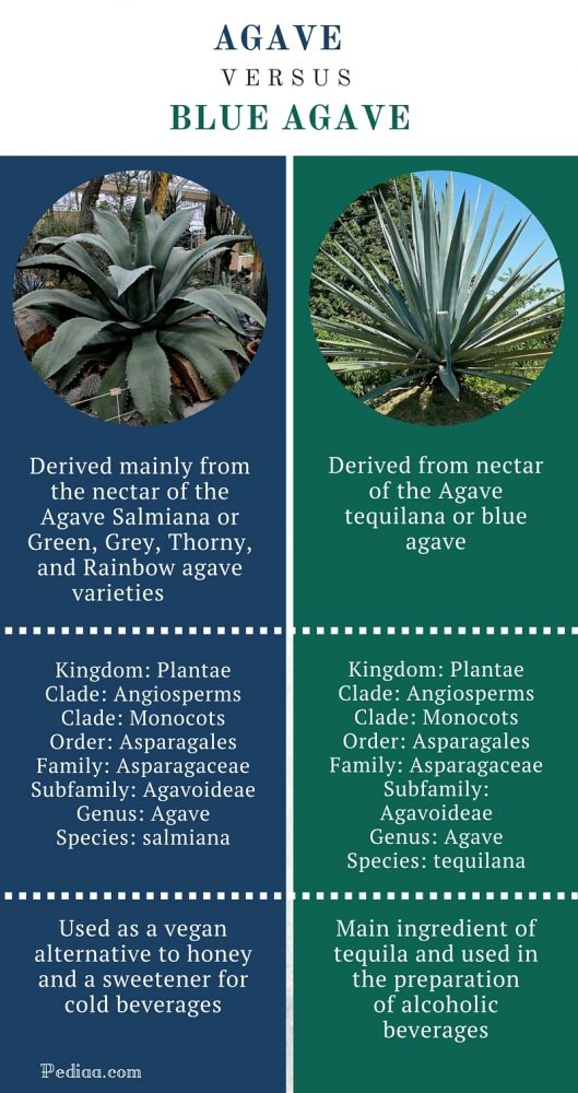 1 Difference Between Agave And Blue Agave Infographic 