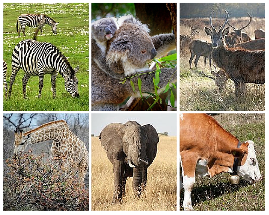 草食動物と肉食動物、雑食動物の違いとは?分かりやすく解説! | トーマスイッチ