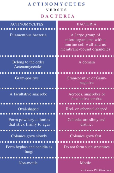 Difference Actinomycetes and Bacteria - Comparison Summary