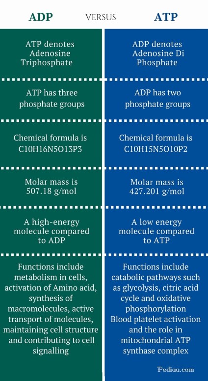 Difference Between ADP and ATP - infographic