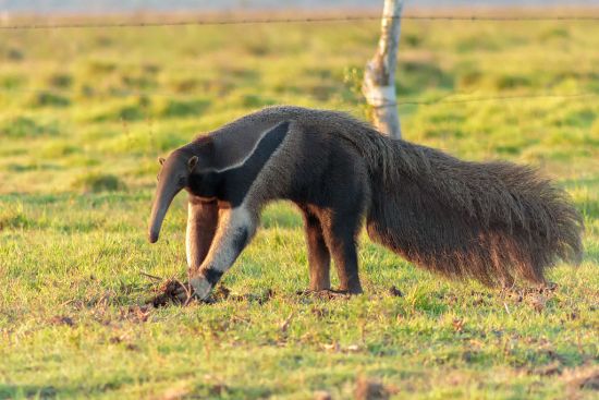 Difference Between Aardvark and Anteater
