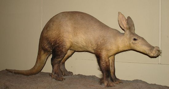 Main Difference - Aardvark vs Anteater 