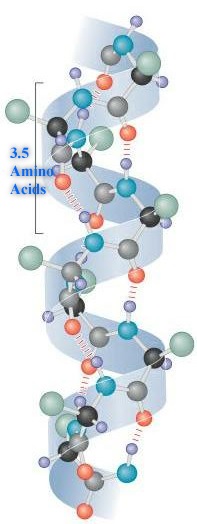 Difference Between Alpha Helix and Beta Pleated Sheet_Alpha Helix Structure