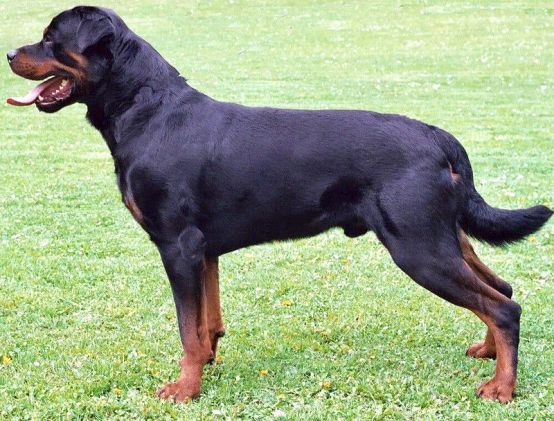 Difference Between American and German Rottweilers 
