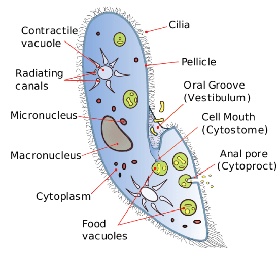 Main Difference - Amoeba vs Paramecium 