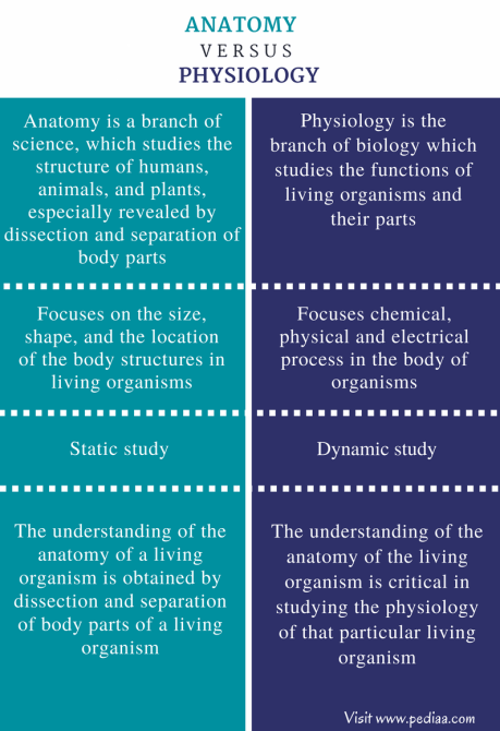 Difference Between Anatomy and Physiology - Comparison Summary