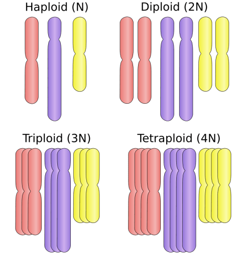 Main Difference - Aneuploidy vs Polyploidy 