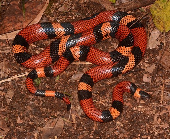 Figure 1: A Snake