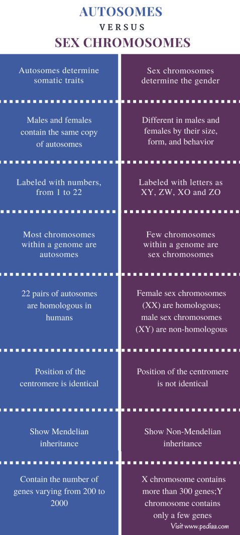 Difference Between Autosomes and Sex Chromosomes - Comparison Summary