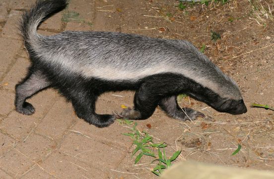 Difference Between Badger and Honey Badger