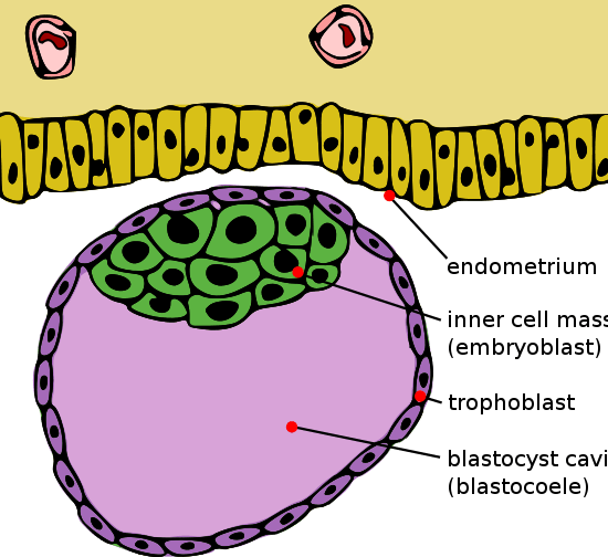 Main Difference - Blastocyst vs Embryo 