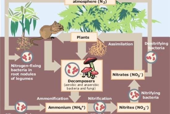 Main Difference - Carbon Cycle vs Nitrogen Cycle 