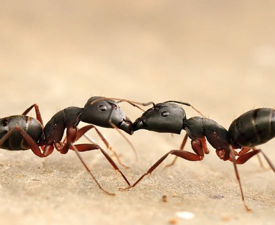 Main Difference - Carpenter Ants and Black Ants
