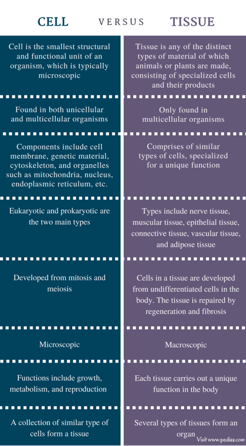 Difference Between Cell and Tissue - Comparison Summary
