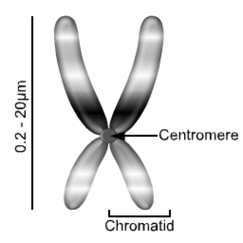 Main Difference - Centromere vs Telomere 