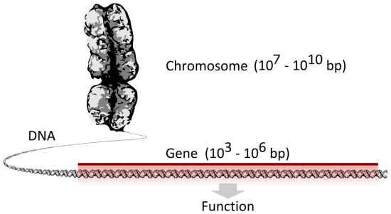 Main Difference - Chromosome vs Gene 