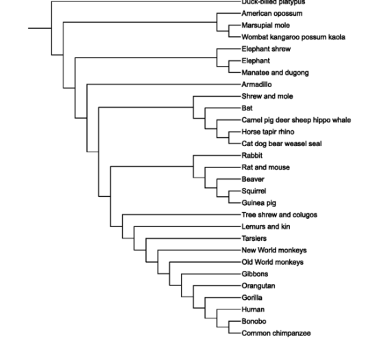 Main Difference - Cladogram vs Phylogenetic Tree 