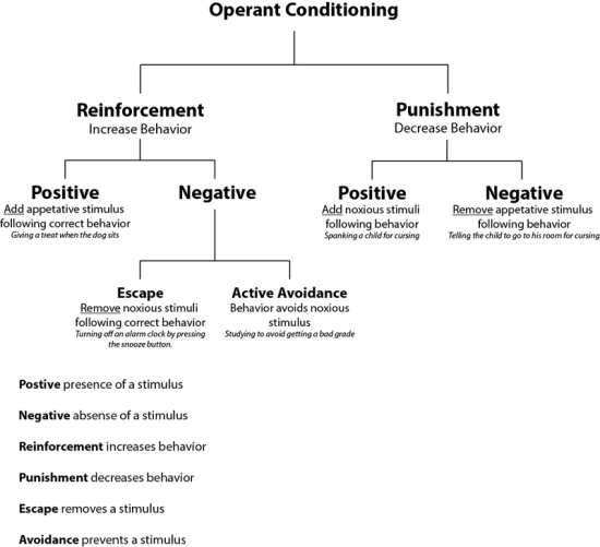 Main Difference - Classical vs Operant Conditioning