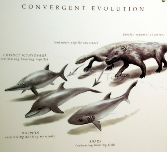 Main Difference - Convergent vs Divergent Evolution