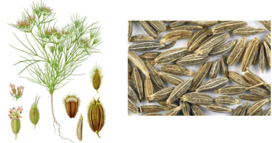 Difference Between Cumin and Fennel 
