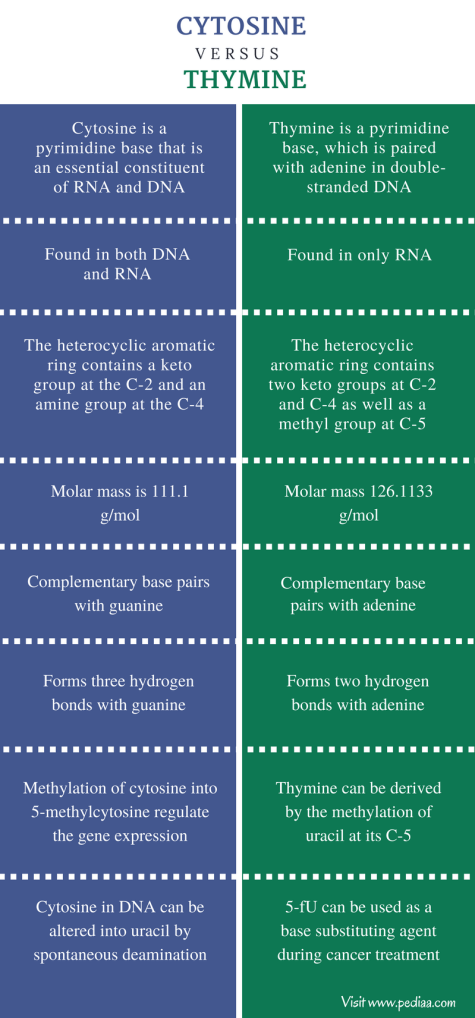 Difference Between Cytosine and Thymine - Comparison Summary
