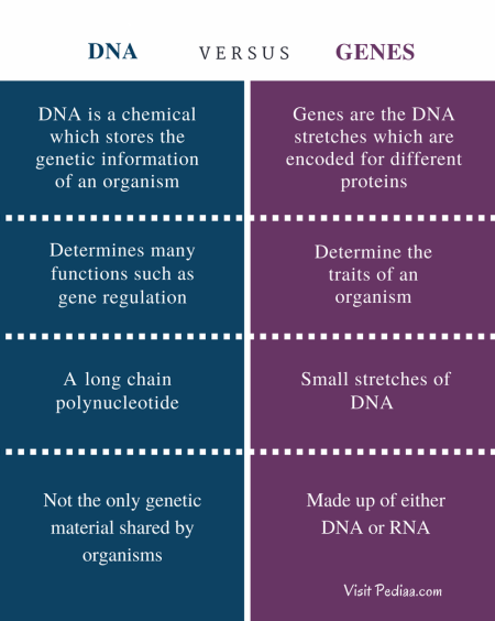 Difference Between DNA and Genes - Comparison Summary