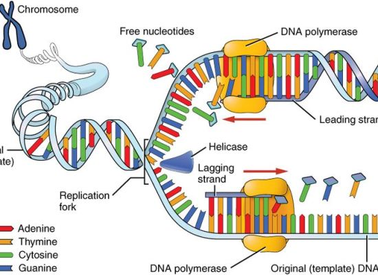 Main Difference - DNA vs RNA Polymerase 