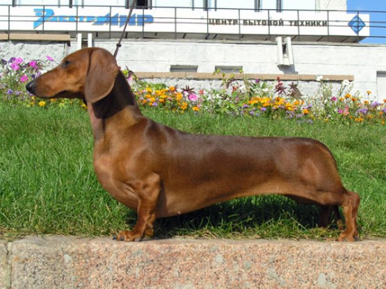 Difference Between Dachshund and Miniature Dachshund