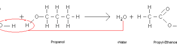 Main Difference - Dehydration Synthesis vs Hydrolysis 