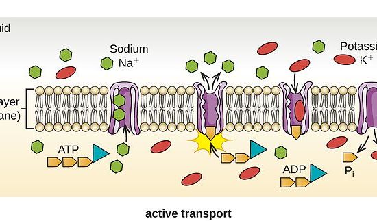 Main Difference - Diffusion vs Active Transport 