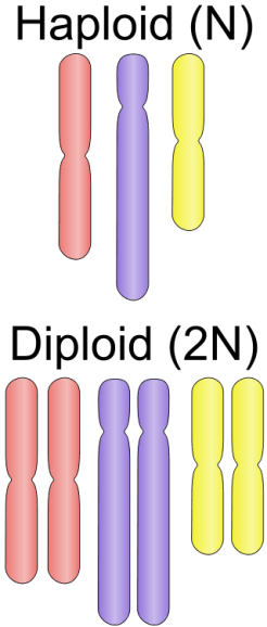 Main Difference - Diploid vs Haploid 