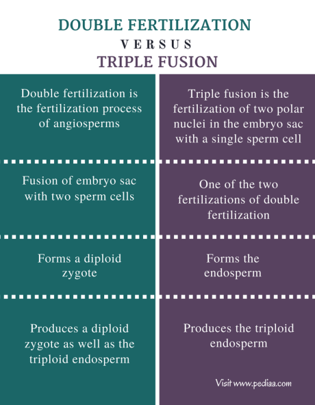 Difference Between Double Fertilization and Triple Fusion - Comparison Summary
