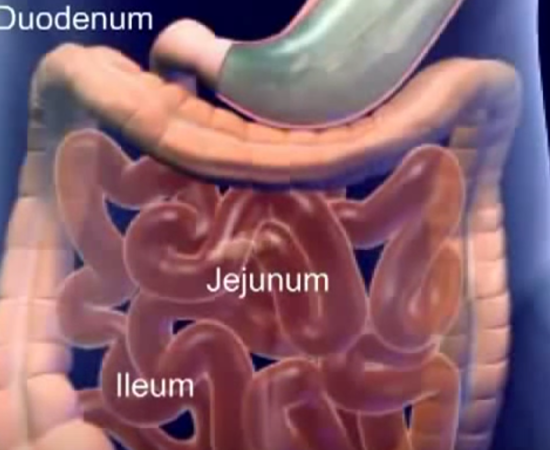 Main Difference - Duodenum vs Jejunum 