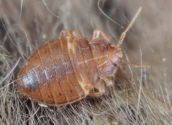 Main Difference -  Dust Mites and Bed Bugs