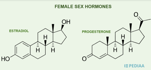Main Difference - Estrogen vs Progesterone 