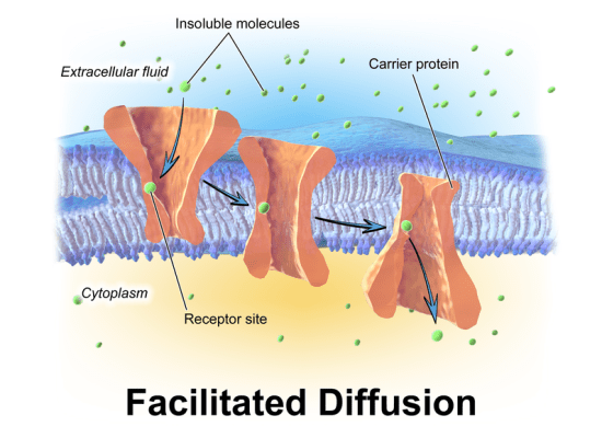 Main Difference - Facilitated Diffusion vs Active Transport