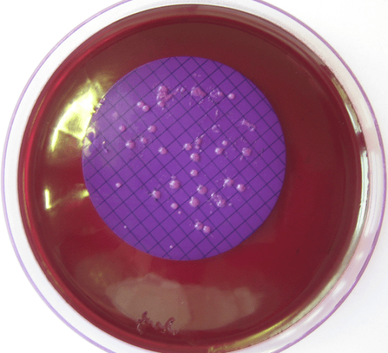 Figure 2: Membranfiltration of Coliform on Endo-Agar