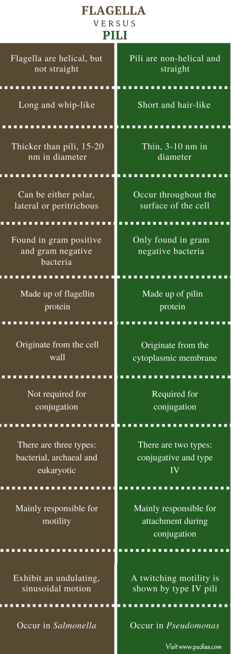 Difference Between Flagella and Pilli - Comparison Summary
