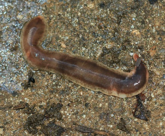 Main Difference -Flatworms vs Roundworms